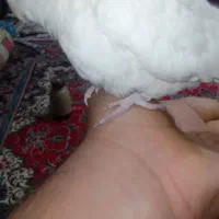 یک عدد عروس هلندی|پرنده|بندر گز, |دیوار