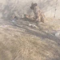 واگذاری توله سگ اصیل سرابی ذات قدیم