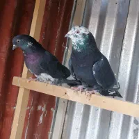 کفتر|پرنده|تهران, بلورسازی|دیوار