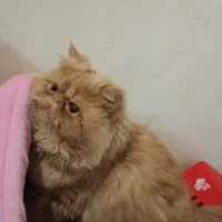 گربه خانگی|گربه|ماهدشت, |دیوار