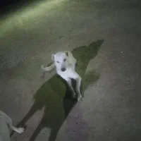 واگذاری|سگ|شادگان, |دیوار