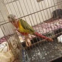 طوطی گرینچیک|پرنده|تبریز, |دیوار