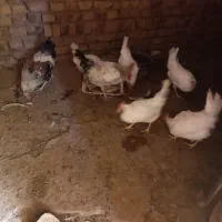 مرغ و خروس|پرنده|الوند, |دیوار