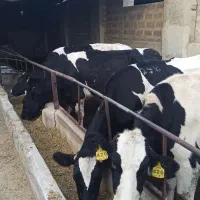 گاو شیری صنعتی شناسه دار شکم اول ۳۵تا شیر|حیوانات مزرعه|اصفهان, محمودآباد|دیوار