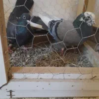 طوقی دوبر و باش سپه