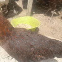 جوجه مرغ و جوجه|حیوانات مزرعه|تایباد, |دیوار