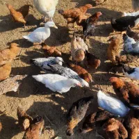 ۲۵ عدد خروس و ۱۰ عدد مرغ|حیوانات مزرعه|گوراب زرمیخ, |دیوار