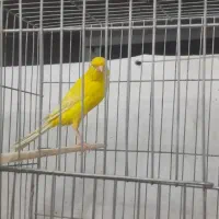 تعدادی قناری نرو ماده