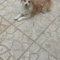 سگ نژاد اشپیتزر