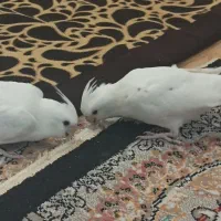 عروس هلندی