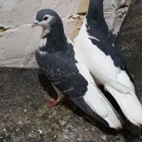 کفتر نرماده چب و راست|پرنده|رشتخوار, |دیوار