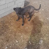 واگذاری سگ سرابی|سگ|مشگین شهر, |دیوار