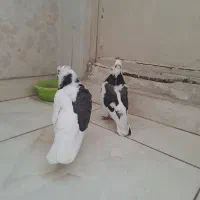 کبوتر تیکه پاره