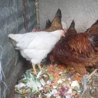 مرغ محلی تخم گذار|حیوانات مزرعه|جغتای, |دیوار