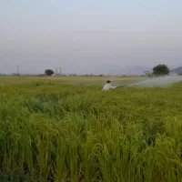 شالی دمسیاه قلم درشت|عمده‌فروشی|گنبد کاووس, |دیوار