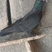 زاغ نرگره وجوجه پرشی|پرنده|میناب, |دیوار