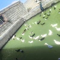 فروش مرغابی اردک پرکنی  گوشتی درگز