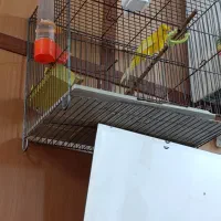 قناری سوپر|پرنده|اقبالیه, |دیوار