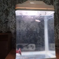 آکواریوم ، لوازم آکواریوم ، ماهی فایتر|ماهی|رشت, بازار|دیوار