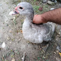 اردک نقره آیی