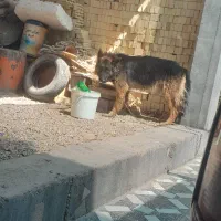 ژرمن|سگ|شوشتر, |دیوار