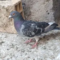 پلاکی|پرنده|قم, کاسه گران|دیوار