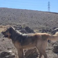 سگ سرابی