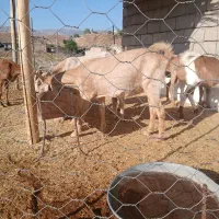 بز خارجی|حیوانات مزرعه|دره شهر, |دیوار