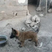 سگ ژرمن
