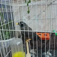 مینا سخنگو ۲۰ ۲۵ کلمه حرف میزنه