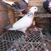 کبوتر|پرنده|سیجوال, |دیوار