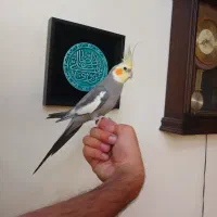 طوطی عروس هلندی شاه تخم سخنگویی نر یکساله