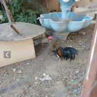 خروس فروشی