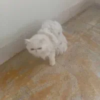 فروش گربه خونگی