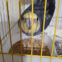 عروس هلندی گمشده  ۱ میلیون  مژدگانی برای یابنده|حیوانات|رشت, شهرک شهید مفتح|دیوار