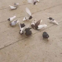 کبوتر پرشی نر|پرنده|شال, |دیوار