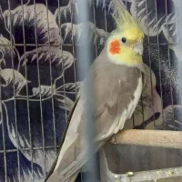 عروس هلندی گمشده