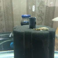 ماهی گوپی|ماهی|فردیس, خیام شرقی|دیوار