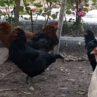 مرغ خروس|حیوانات مزرعه|مشهد, کوه سنگی|دیوار