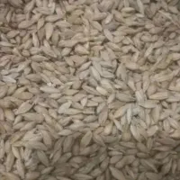 جو دامی هرته نیست محلی هست