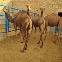 شتر
