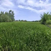 اینجا یه ویلا باغ ۲۰۰۰ متری خوشگل داشته باش|فروش زمین و ملک کلنگی|رشت, بازار|دیوار