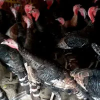 بوقلمون طبیعی محلی