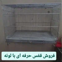 قفس حرفه ای وعروسس هلندی مولد