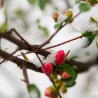 اینه بینی . تضمینی غیر حضوری