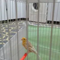 قناری|پرنده|مشهد, ثامن|دیوار