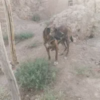 سرابی ماده|سگ|شراء, |دیوار