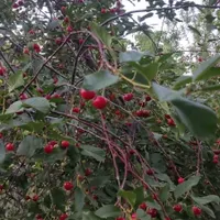 فروش زمین ۴۴۰ متری در هشتگرد|فروش زمین و ملک کلنگی|کرج, برغان|دیوار