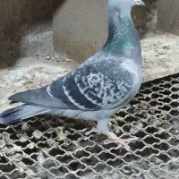 کود کبوتر جم