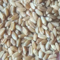 گندم چمران۲|عمده‌فروشی|بندر ماهشهر, |دیوار